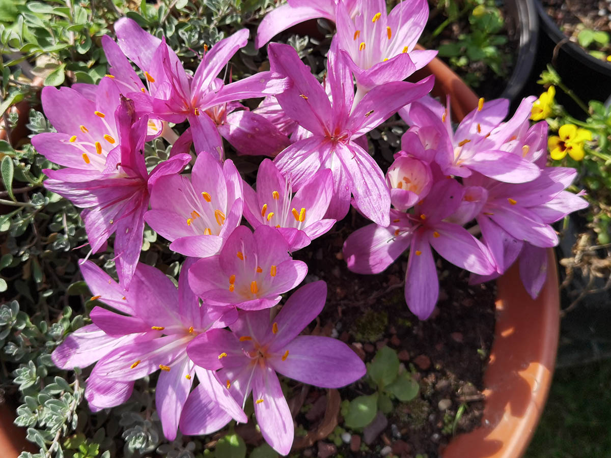 Colchicum cilicicum